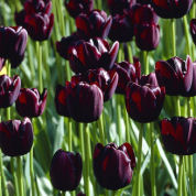 Tulip Late flowering 'Queen of the Night'